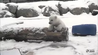 Polar bear cub plays in snow