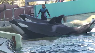 Représentation des Orques / Marineland Antibes (Waterworks)