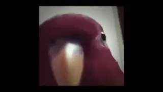 parrot laughing with music from dark souls