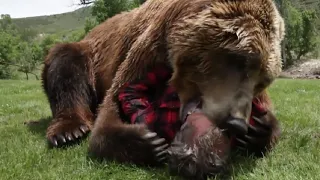 Обманывая людей, он даже не догадывался, что это обернется для него встречей с медведем