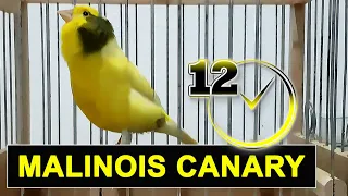canary bird singing - 12h  training song