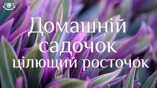 Домашній садочок цілющий росточок