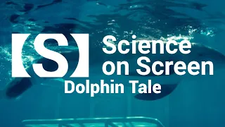 Prosthetic porpoise: Giving a dolphin a new tail