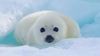 I am a baby seal. I'm still a little shy because I was just born. I'm sorry.