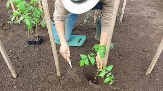 PLANTARE ROŞII ÎN GRĂDINĂ. CUM SE PLANTEAZĂ ROŞIILE ÎN ŞANŢ