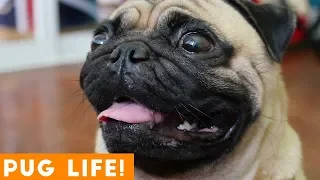 PUG LIFE! Cutest and Funniest Pug Animal Compilation 2018 | Funny Pet Videos