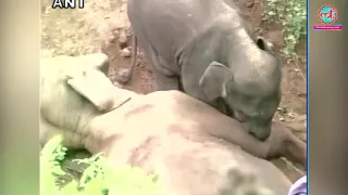 Heart-melting visuals of a baby elephant waking up her dead mother | The Lallantop