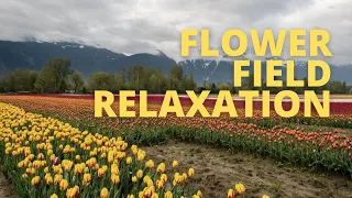 Beautiful Flower Field Relaxation • Relaxing Music for Stress • Meditation Music, Sleep Music