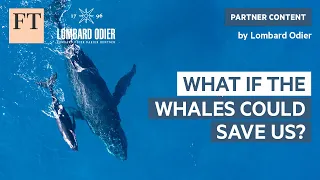 What if the Whales Could Save Us? | Rethink Sustainability