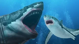 Il megalodonte si è evoluto nel grande squalo bianco?