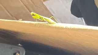 Praying Mantis Captures & Eats Fly, something that you don't get to see everyday!
