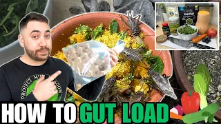 STOP! DO NOT FEED YOUR REPTILES BEFORE WATCHING THIS VIDEO! HOW TO GUT LOAD FEEDER INSECTS