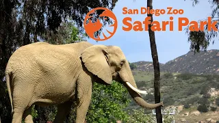 San Diego Zoo Safari Park Tour & Review with The Legend