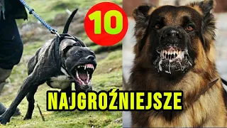 10 Najgroźniejszych psów na świecie