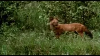 Dholes whistle