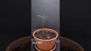 Ginger Growing Time Lapse - 93 Days In 58 Seconds #shortsfeed #shorts