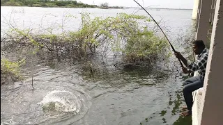 Awesome 🎣 Fish Hunting Big Rohu 🐟 Fishes catching 07Hook used rice Brown Powder to catch in