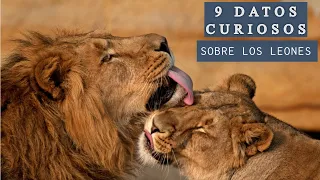 9 Datos Curiosos sobre los LEONES que quizás no sabias