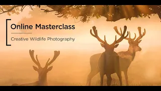 Online Masterclass | Creative Wildlife Photography