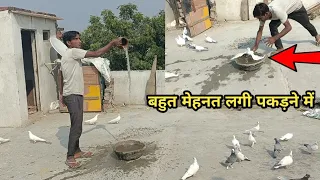 बहुत ही चालाक कबूतर पकड़ा | Try To Catch Pigeon | By Hind Kabutar Group