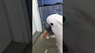 Cockatoo wants to chew wood on mom's legs