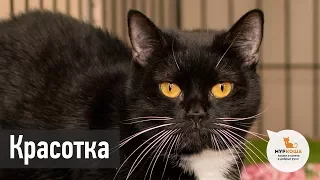 Счастливчики "Муркоши": кошка Красотка едет домой!