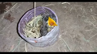 BABY ROBINS FELL FROM NEST DURING THUNDERSTORM