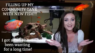 GETTING ALL NEW FISH FOR MY COMMUNITY TANK! | I GOT A FISH IVE BEEN REALLY WANTING! | ItsAnnaLouise