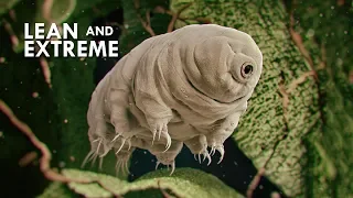 Tardigrades: The Most Resilient Animals in the Universe