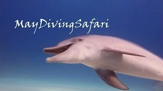 Дельфины. Любовь и секс