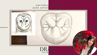 Dental - Draw anatomic tooth  - Third Molar Maxilla - Upper Jaw [Tutorial]