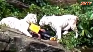 White Tiger Attack at Singapore Zoo(latest edited)