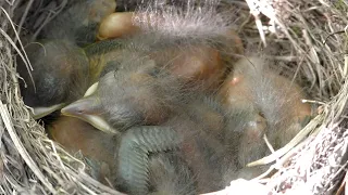 Common Blackbird's nest - from egg to first flight