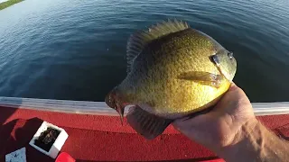 GIANT Minnesota Bluegills on Slip Bobbers