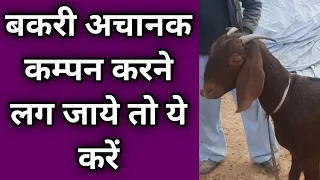 बकरा बकरी कांप रहे ( कम्पन) करे तो क्या करें  / Ramawat goat care