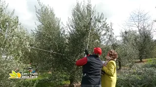 La potatura degli olivi al Podere Pratale