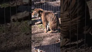 Tiger giving birth