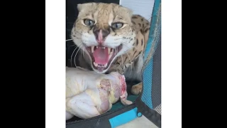 Do not go near stryker the cat while he's eating his chicken