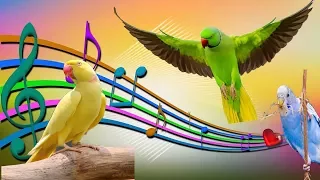 Зажигательные танцы моих попугаев, волнистики и ожереловые! dances of my parrots