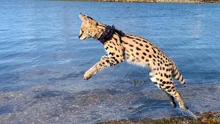 TRAVEL WITH SERVAL BEYOND THE ARCTIC CIRCLE / Meowrizio in th for the first time in the White Sea