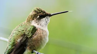 Hummingbird-This is Hummingbird Heaven| United States of Animals #hummingbird #birds #vr nature Life