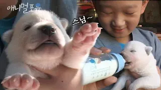 은적사에 새끼 강아지들이 태어났어요!🐶 수행은 뒷전 새끼들을 챙기는 동자승 | 동자승의 수행일기 EP1｜KBS 주주클럽 080831 방송