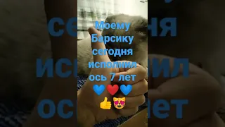 ура моему коту исполнилось 7 лет 🎉🎉🤩🥳😻