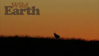WildEarth - Sunset - 17 February 2021