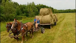 HAULING ROUND BALES WITH DRAFT HORSES // Farming with Horses #509