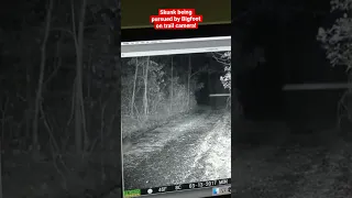 Skunk Being Pursued by Bigfoot on Trail Camera!