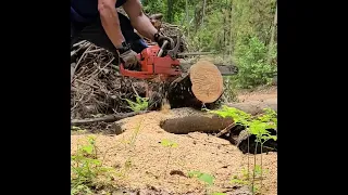 Gas vs Electric. Husqvarna 55 vs Greenworks 82v GS181  Chainsaw.