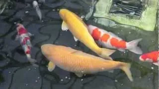 +100cm Jumbo Koi - Karashigoi - Momotaro Koi Farm