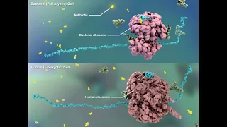 Как антибиотики убивают бактерий? С точки зрения молекулярной биологии