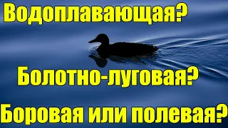 Виды дичи птицы. Водоплавающая, боровая, полевая, болотно-луговая. Кто и как выглядит?